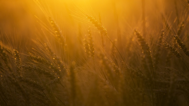 В Минсельхозе сообщили о бесплатной поставке зерна шести странам Африки