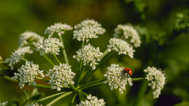 Юрист Яковлева предупредила дачников о новых штрафах за борщевик с 2026 года