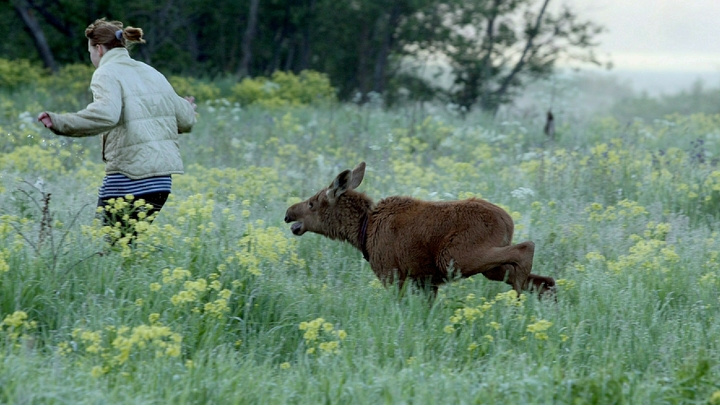 Русские города атаковали лоси. Сохатым стало тесно в лесу?