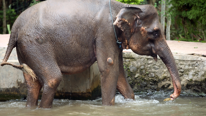 В Таиланде слон убил студентку из Испании