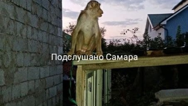 Аномальная жара, смена климата, но не до такой же степени? В окно жителям Самары постучала обезьяна