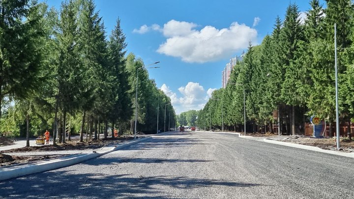 Власти Кемерова сохранили 340 елей при строительстве дороги