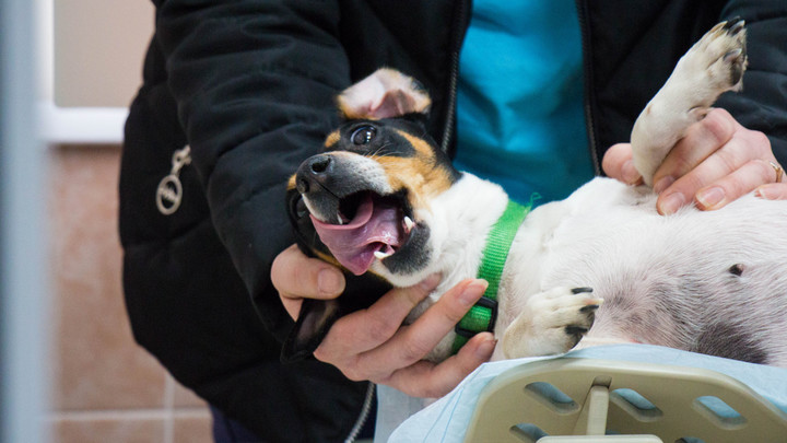 Как будут работать ветеринарные клиники Подмосковья в ковидные выходные с 28 октября по 7 ноября