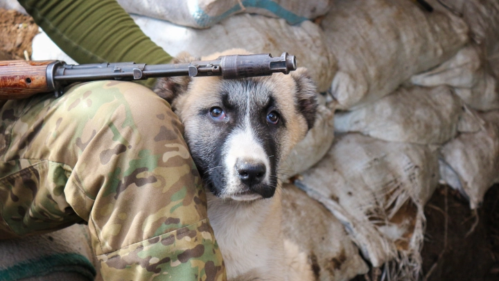 Депутат из Красноярска предложил использовать бродячих собак в военных целях