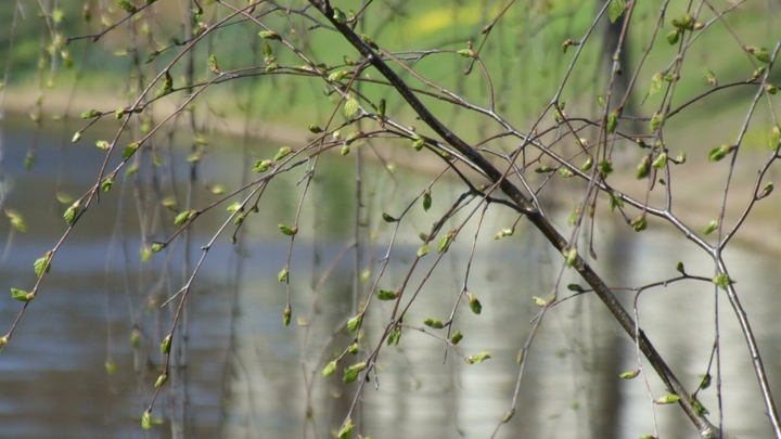 Солнечная и тёплая погода ждёт нижегородцев 11 мая