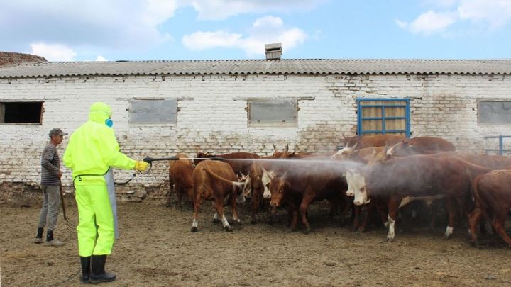 В Ростовской области от клещей обработают свыше миллиона голов скота