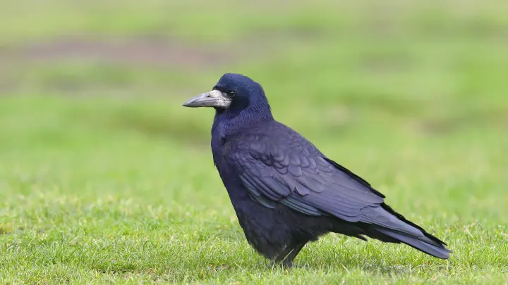 Грачи вернулись в Москву после зимовки