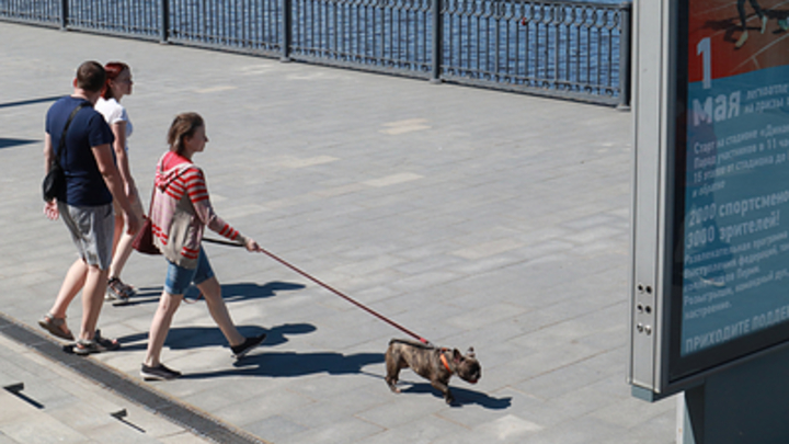 Кошек и собак перестанут продавать. В России грядёт глобальная реформа