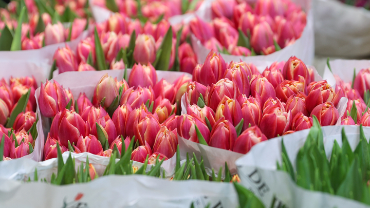 Величайший дар, которым наделила природа: Путин поздравил женщин с 8 Марта