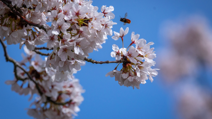 Беспроигрышная ставка сыграла: В Токио при полном зале открылся фестиваль российской культуры