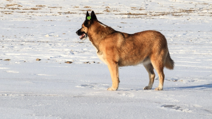 Ходит, как у себя дома: Бездомный пёс покорил Эльбрус