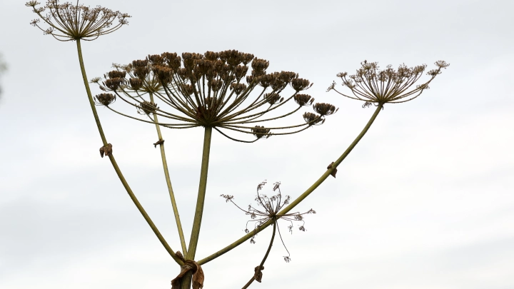 Борщевик: как коварный сорняк приводит к опасным ожогам