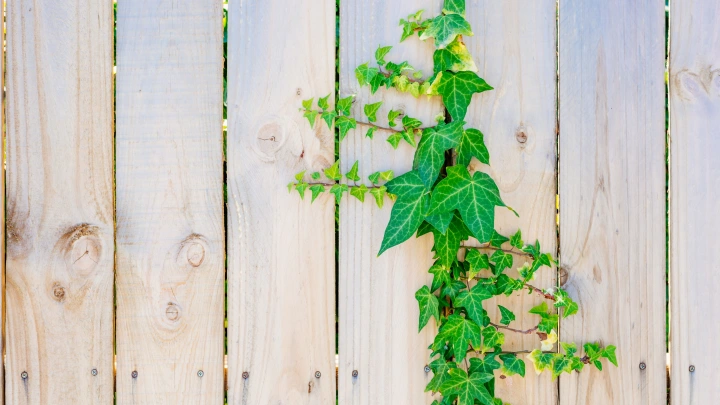 Эксперты рассказали, как оставить сплошной забор на даче