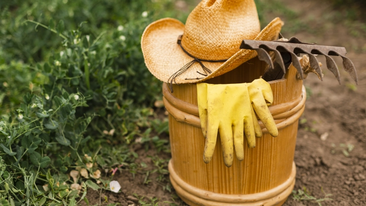 Лунный календарь садовода и огородника 2 июля: что можно и нельзя делать на садовых участках в этот день