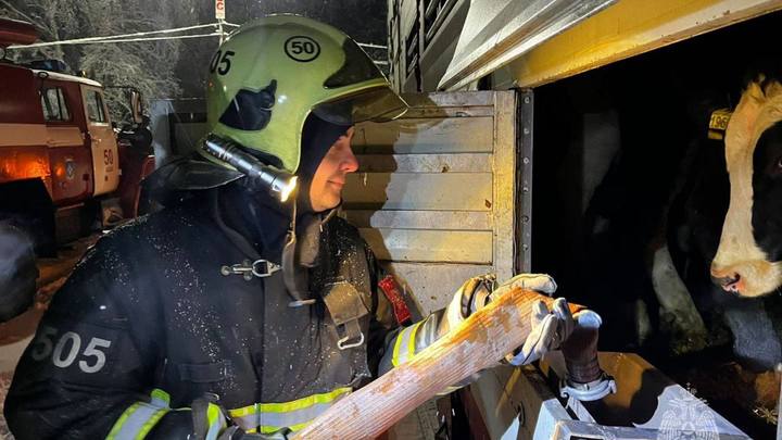 В Челябинской области 200 коров оказались без воды в закрытых фурах