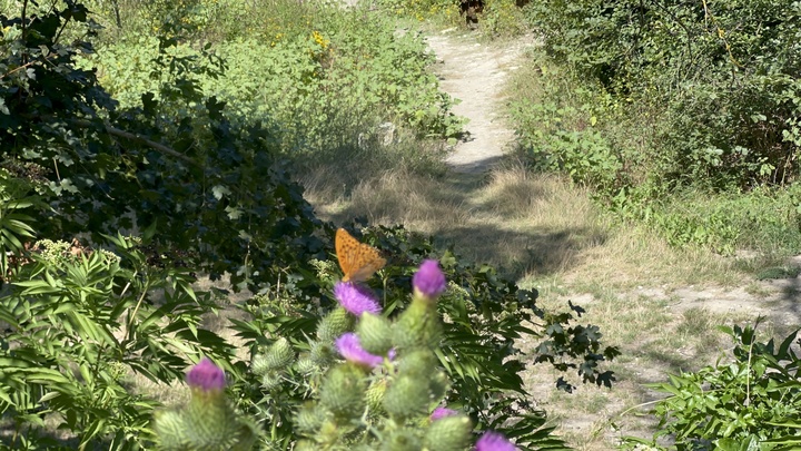 На Кубани на 334 га установили карантин по повилике