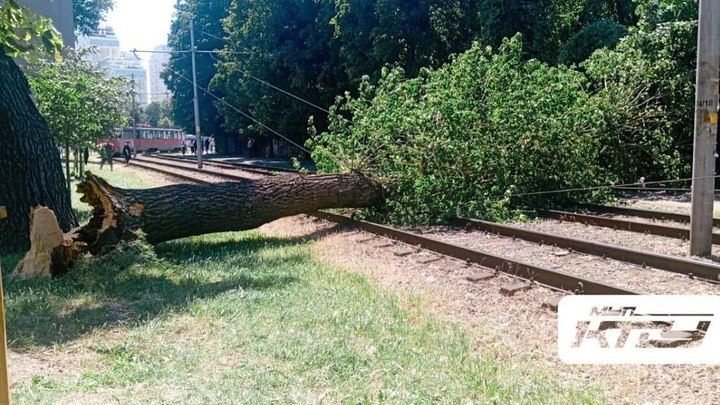 В Краснодаре из-за ураганного ветра падают деревья