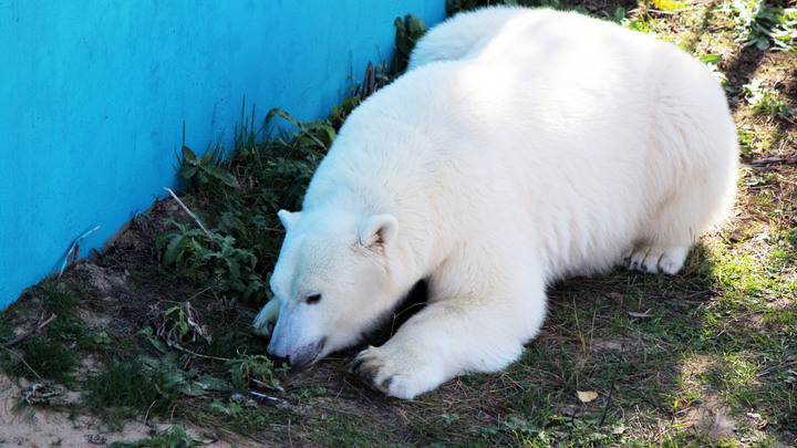Ещё один белый медведь будет жить в нижегородском зоопарке Лимпопо