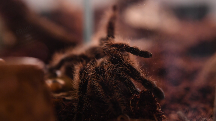 На набережной Сызрани обнаружены пауки-монстры