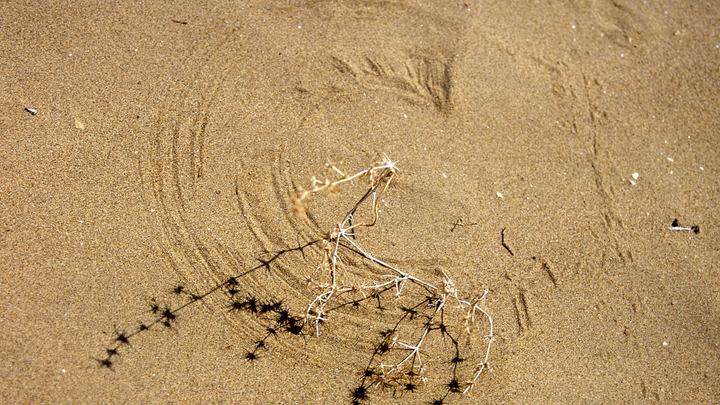 Загадочная Безмолвная зона: учёные сообщили о необъяснимой пустыне в Мексике