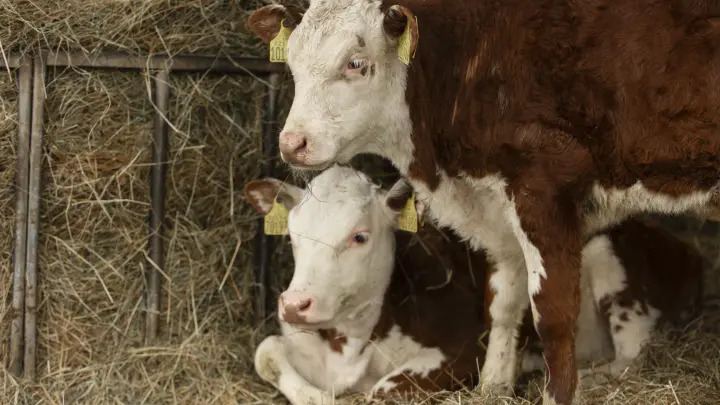 Глава Россельхознадзора лично проверит ветеринарную ситуацию в Новосибирской области