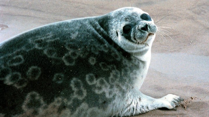 Это основная версия: В Росприроднадзоре назвали причину массовой гибели нерп на Каспии