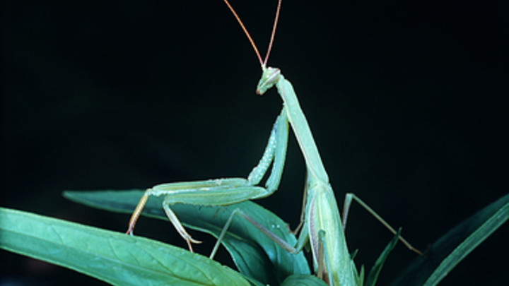 Эколог рассказал, почему Ростовскую область атаковали полчища богомолов