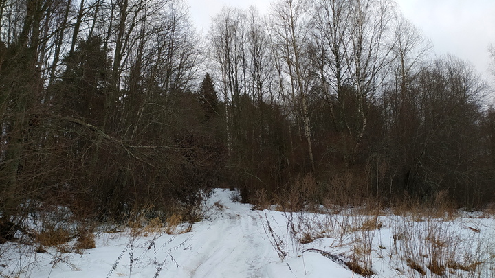 Власти Ленинградской области опровергли информацию о летающем шаре