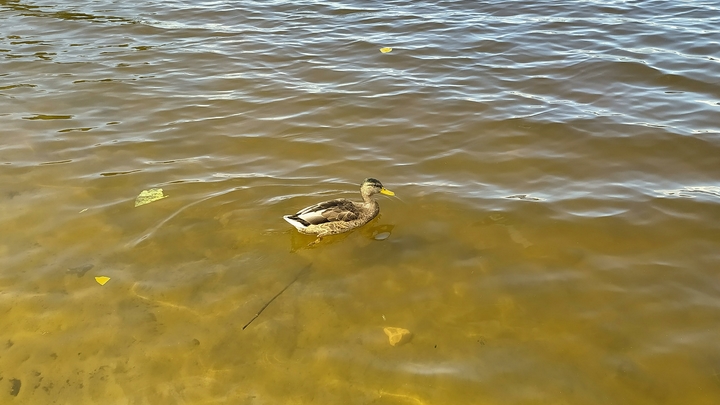 25 человек погибли на воде в Самарской области с начала купального сезона
