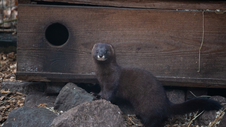 Власти Дании оправдались за забой миллионов норок: Призыв, а не требование