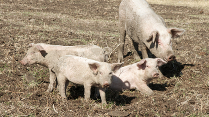 Ещё один очаг африканской чумы свиней выявили на Кубани