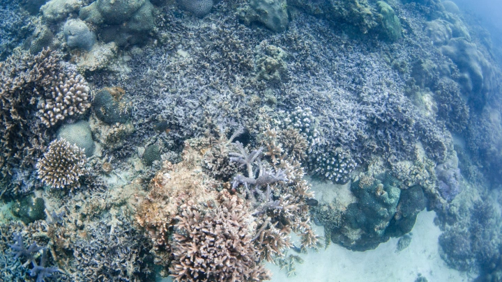 Учёные воскрешают рифы: новый метод восстановления кораллов у берегов Майами