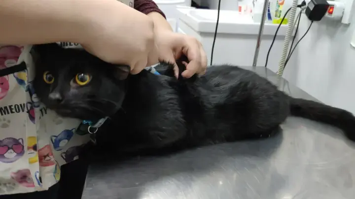 Кот Джой прошёл полный цикл стирки в машинке в центре Москвы и выжил