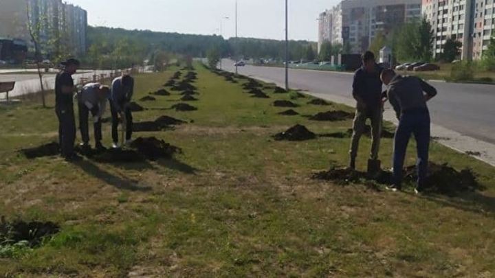 В Челябинске в сквере летом засохли 211 деревьев, жители требуют замену