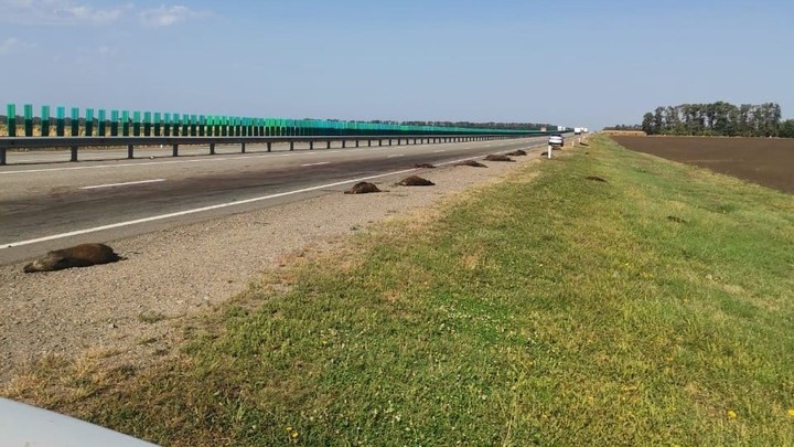 Полиция и Минприроды Кубани ищут водителя, которой задавил 16 диких кабанов