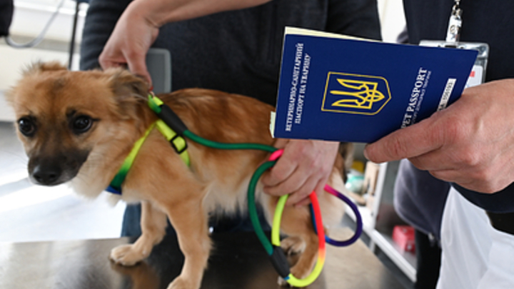 Русский миллиардер Кантор украинцем не станет: Уже есть три гражданства