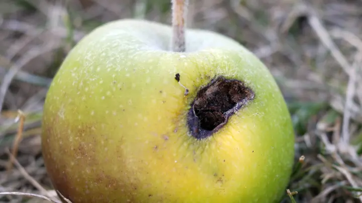 Вы шо - це смак дитинства!: Украинские блогеры показали, как жить при Зеленском