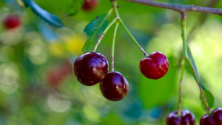 Святой Грааль за копейки: виноградные косточки могут подарить 150 лет жизни