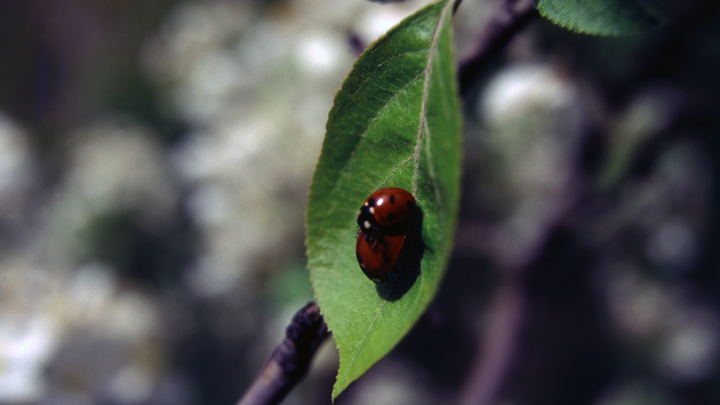 Биолог раскрыл причину массового нашествия божьих коровок на побережье Кубани