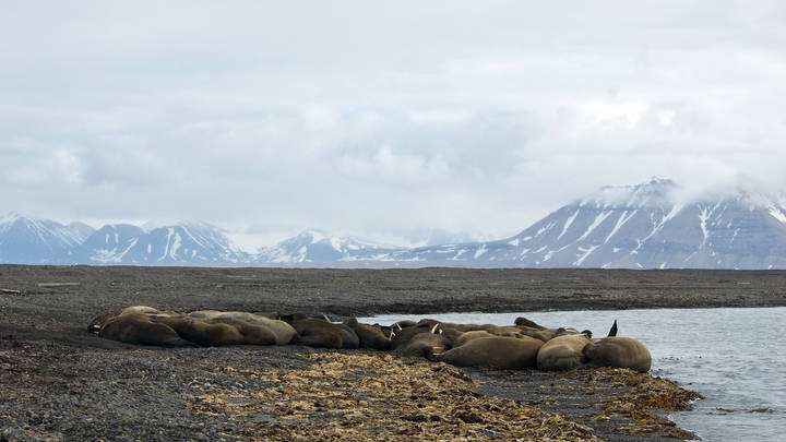 Россия поймала Норвегию на нарушении столетнего договора об Арктике