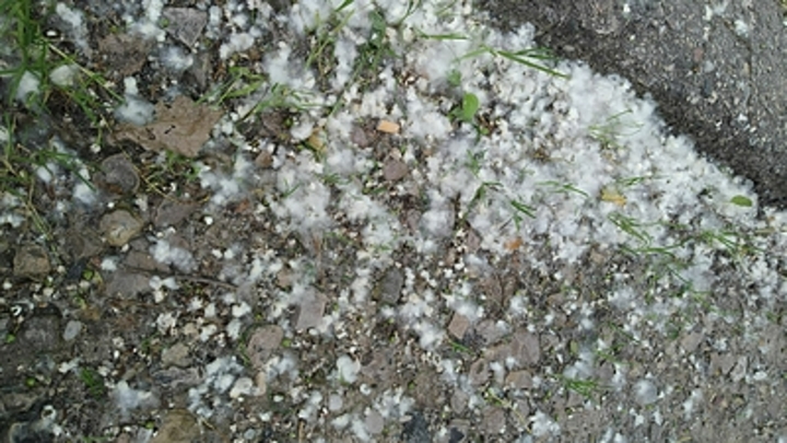 Иммунолог: Тополиный пух не является аллергеном