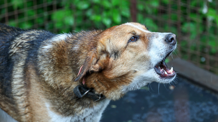 В Сочи стая бездомных собак напала на мальчика, когда тот выносил мусор