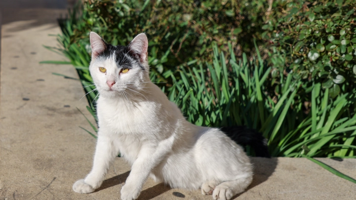Жителям Сызрани, Самары и Тольятти запретят подкармливать кошек и собак