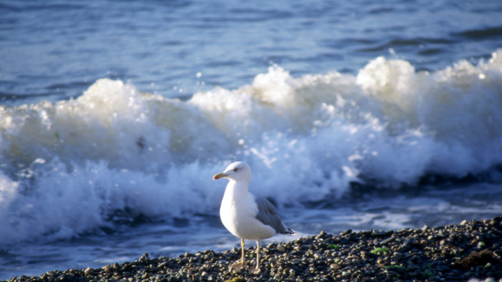 Посетитель бара в Крыму заказал в караоке песню укронацистов и горько поплатился
