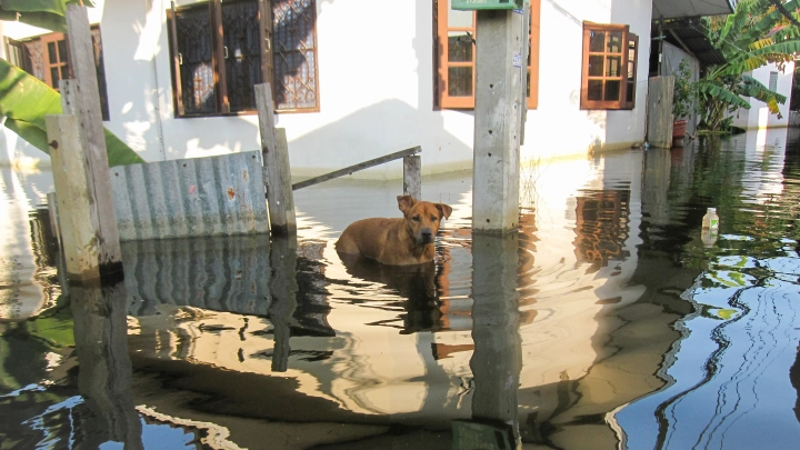 Приют для животных чуть не ушёл под воду в Дагестане. Люди выносили животных на руках