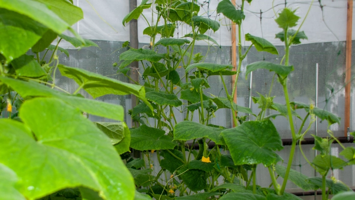 Огурцы не растут? Названы 7 причин, почему желтеют и отваливаются завязи