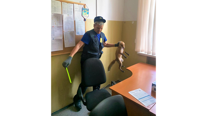 Наглая рыжая морда: В Домодедове лисица прибежала спасаться от жары к пожарным