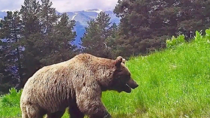 В горах Сочи медведь в поисках еды разорвал палатки туристов