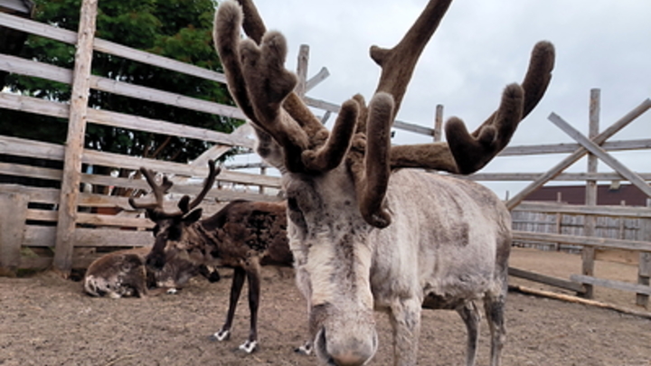 Виноваты даже олени: Норвегия убивает животных, мигрирующих в Россию