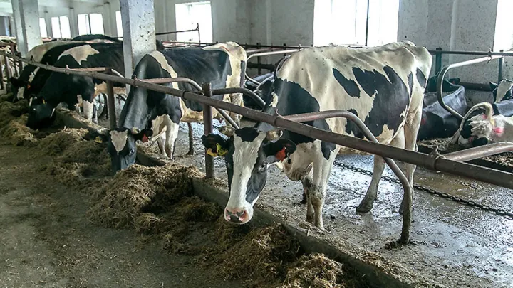 Ветслужба Новосибирской области разъяснила жителям причины жёсткого карантина